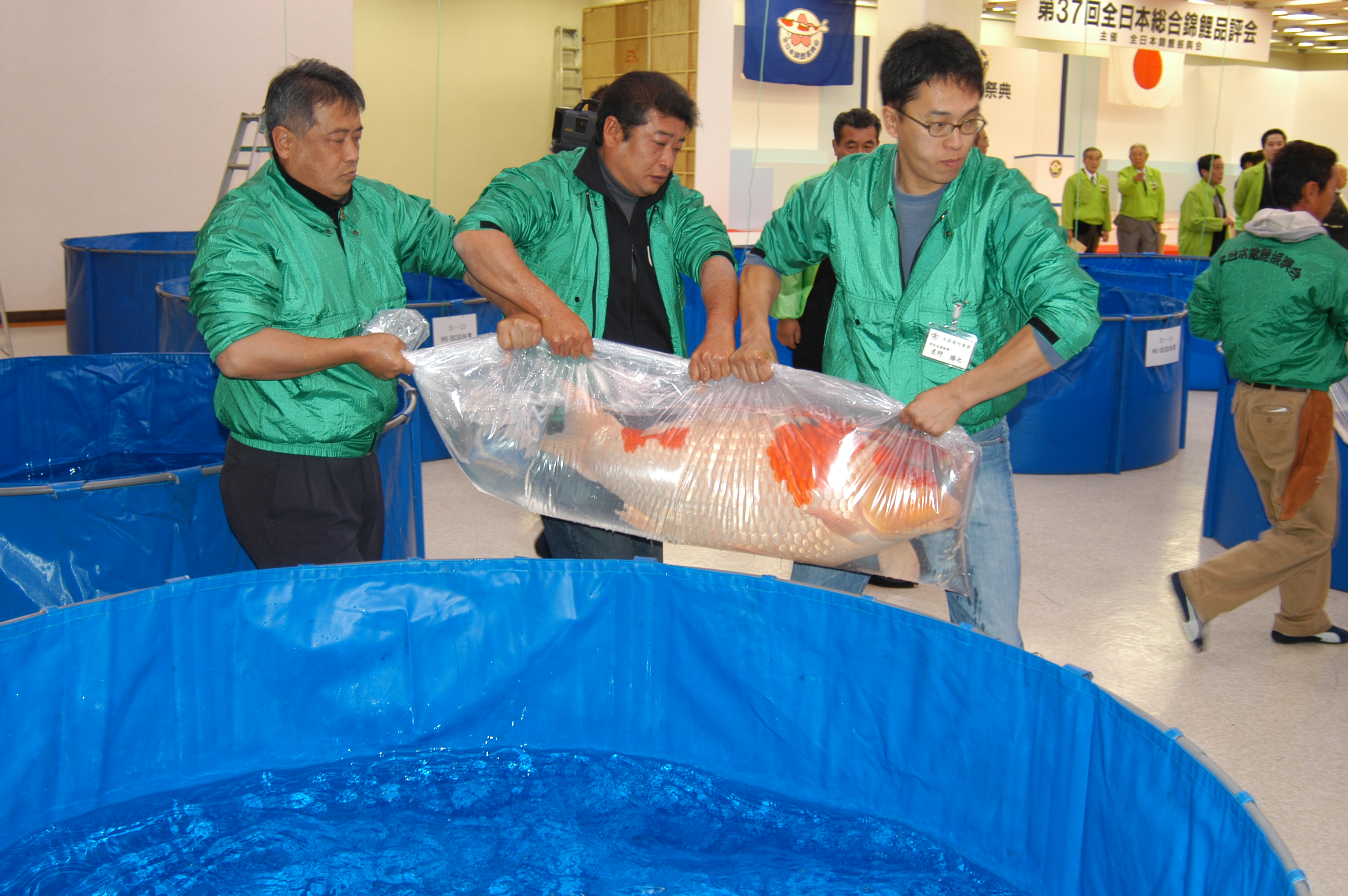 All Japan Koi Show - February 2017 - Koi Trips Koi Trips