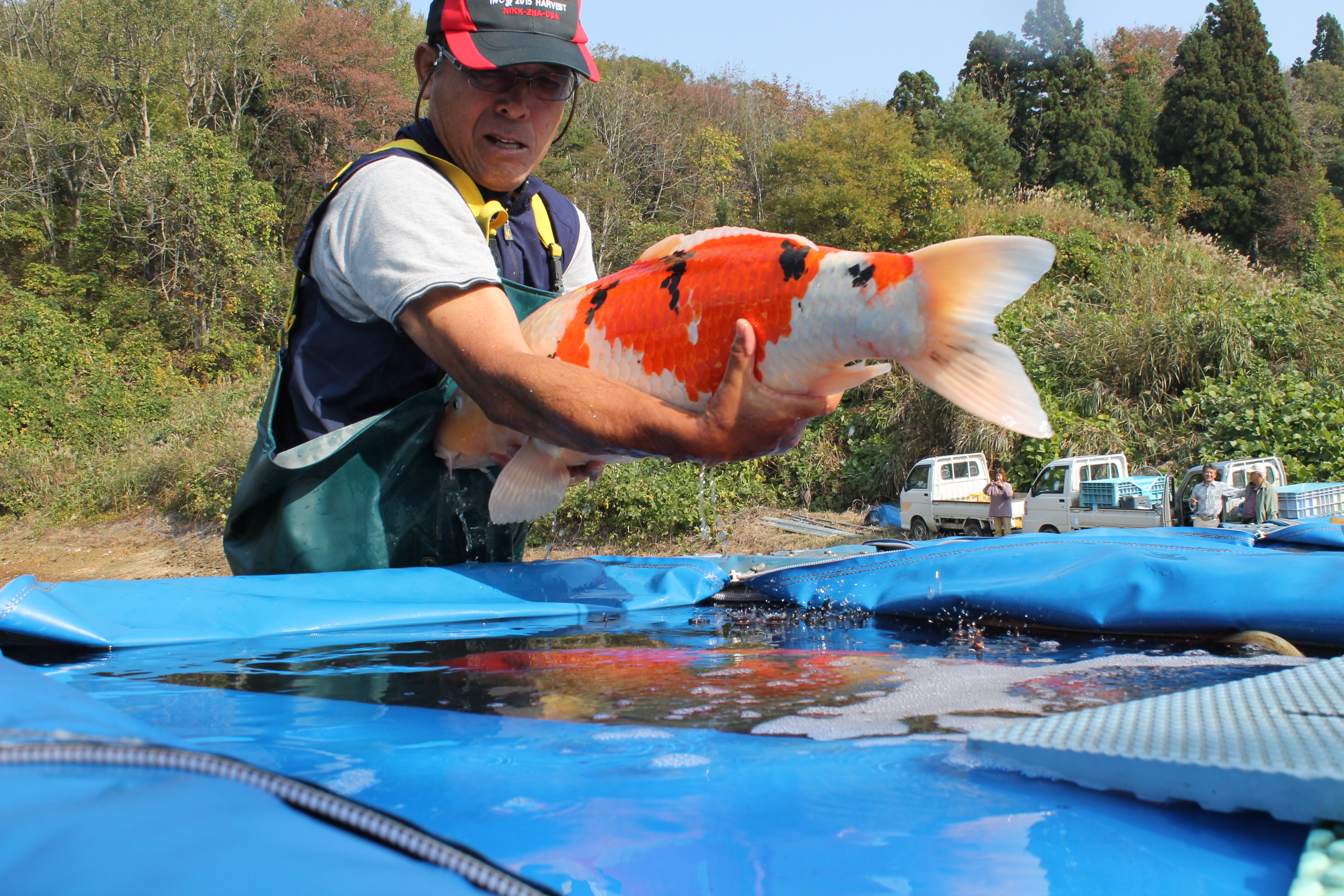 Matsunosuke Auction - Koi Trips Koi Trips