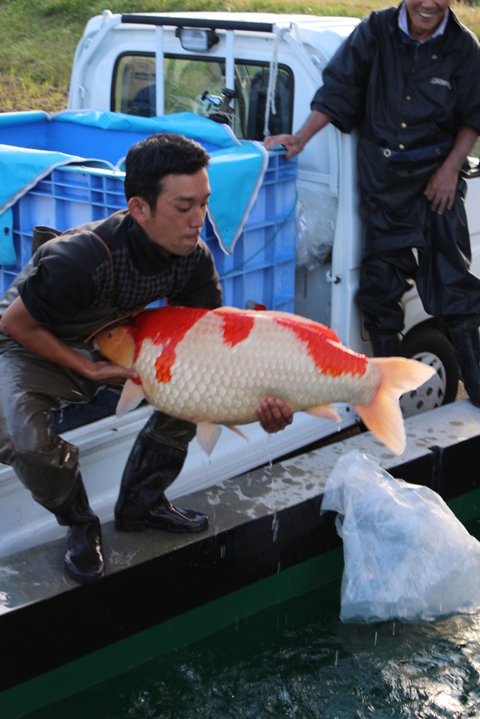 giant koi carp fish